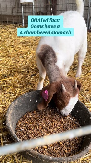 GOATed Facts 🐐: Goats have a four-chambered stomach that ferments food before digestion 🌾 #goats #facts #countrylife #pets #viral