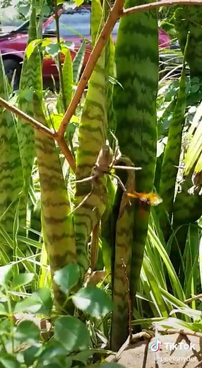 Wasp attcking a spider, amazing nature capture #spider #wasp #amazing #attack #attacking #nature #invade #arachnid #rainspider