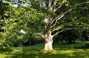 Heritage Trees - Royal Botanical Gardens