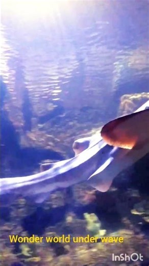 Amazing Aquarium Tour 🐠 | Colorful Fish & Underwater World Travel #aquariumtour #travelreels #colors