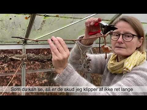 Vinterbeskæring af vinranke