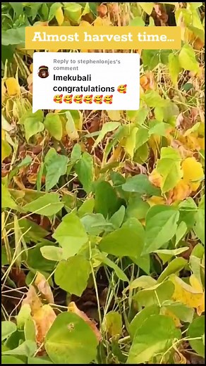 Maize and Beans Farming Journey in South Africa