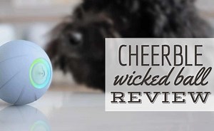 Cheerble Wicked Ball Review: Will This Busy Ball For Dogs Keep Your Pup Occupied?