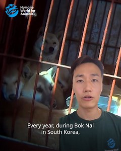 4K views · 601 reactions | ACT NOW: Hundreds of thousands of dogs are killed and sold for human consumption during Bok Nal in South Korea. This results in so much suffering for the animals who find themselves victims of the dog meat industry. We are working hard to end this cruelty in South Korea and other countries, but we need your help—please, sign now! | Humane World for Animals | Facebook