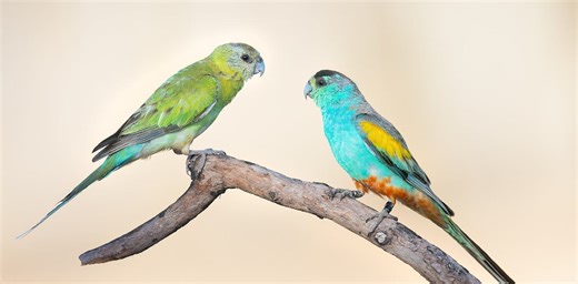 From grasslands to killing fields: why trees are bad news for one of Australia’s most stunning birds