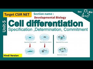Differentiation | commitment | Specification | Determination | CSIR unit 5: developmental biology