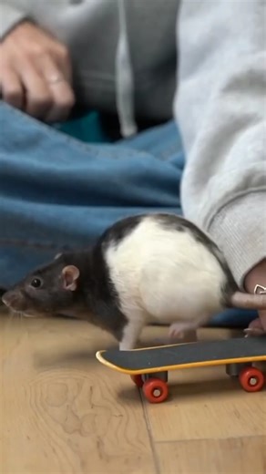 Rat Lover Club on Instagram: "Teaching the rats how to kickflip 🛹 . . . . Credit: 📸 @alveussanctuary (All rights®are reserved & belong to their respective owners) . . Send your photo or video to be featured! DM for Credit or remove! . . . #sanctuary #animals #animal #rats #ratsofinsta #ratsofig #ratsofinstagram #rat #ratstagram #cuterats #petrat #petrats #fancyrats #babyrats #wildlifeconservation #rat #skateboarding"