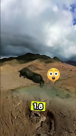 This Animal Runs Faster Than a Horse?! 😱💨 | Shocking Bison Facts!