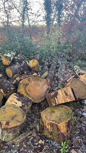 TimberCroc on TikTok