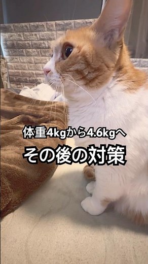 ちょっとメタボ気味で４ｋから600g太ってしまった猫のその後の対策。。 #ぬこ様 #cat #猫ダイエット中#元気お届け #おやすみなさい