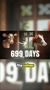 The Only Cow Strategy You Need in Manor Lords! #manorlords #tips