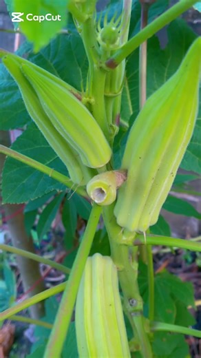 Oker voedt het haar niet zoals olie, maar het ondersteunt de hoofdhuid en dát is key voor haargroei. Geeft lichte tot medium hold \t•\tDefinieert krullen zonder harde gel-cast \t•\tVermindert pluis \t•\tLaat het haar glanzen \t•\tMaakt het haar niet zwaar Perfect voor: ✔ twists ✔ braid-outs ✔ wash & go ✔ protective styles #projectrapunzel #suriname🇸🇷 #healthyhairjourney20262027 #HairGoals