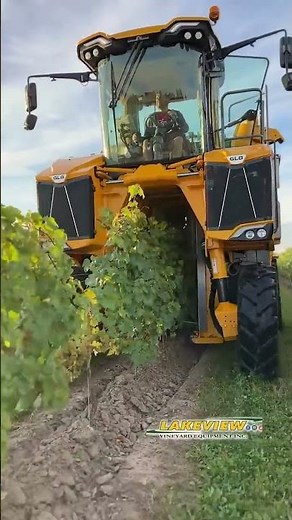 Grape Harvester Sorting System - Picking Grapes by Machine! Destemming and Sorting