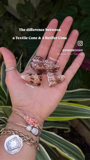 ⚠️ Safety Tips (Especially in Hawaii) \t•Never pick up a cone shell with bare hands unless you’re 100% sure it’s empty — the snail can extend a harpoon tooth quickly. \t•Always pick up shells from the back end and check the aperture for a live animal before handling #hawaiitok