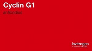 Anti-Cyclin G1 Antibodies | Invitrogen