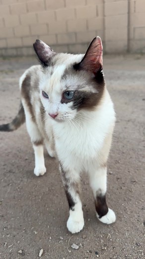 Explore the Beauty of Snowshoe Cats