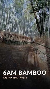 Kyoto's bamboo forest at 6AM #travel #explore #kyoto #arashiyama