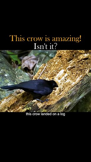 1.1M views · 10K reactions | This Crow is so amazing! He used a branch as the bait to get the worm. #newcaledoniancrow #birdsoftiktok #tiktok #fyp | Animal World | Facebook