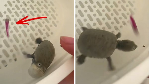 Sneaky fish snags turtle's snack in China