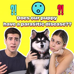 Does our puppy have a parasitic disease? | Adi Fishman