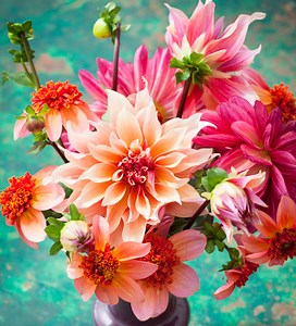 William Morris Dahlia Collection