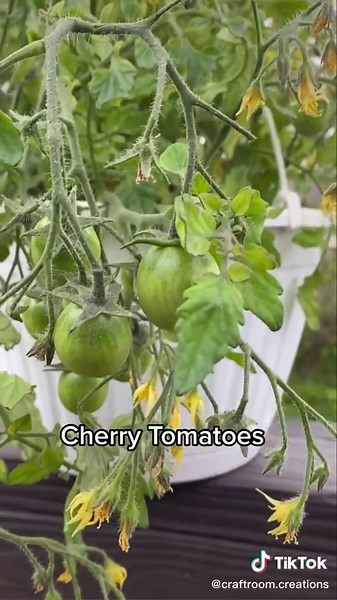Growing Tomato Plants on Deck: Tips and Tricks for a Thriving Garden