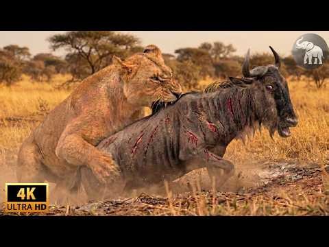 LEONES Y DEPREDADORES SUPREMOS (Documental Completo) #animalessalvajes | Llamado Salvaje TV