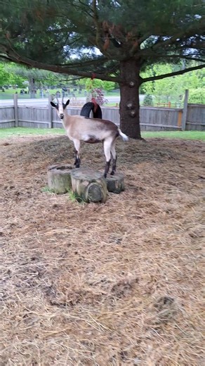 #farmlife #goatlife #dairygoats #goats #hobbyfarm