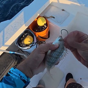 SOLO Fishing With Only ONE Rod #solofishing #soloday #fishingtrip | South Florida Fishing Channel