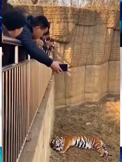 tiger