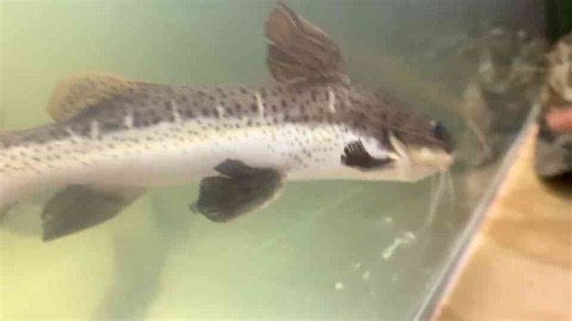 Adding a ferocious tiger fish to the tank