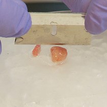 Video: Tuning in the Hippocampal Theta Band In Vitro: Methodologies for Recording from the Isolated Rodent Septohippocampal Circuit