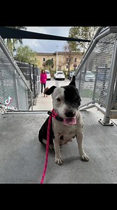 ‼️MIAMI ‼️‼️SWEET BETTY 3/10 Came in with dystocia, puppies were much too large to deliver and appears she had been in dystocia for awhile. Puppies were not viable, emergency surgery performed. She is recovering well, very sweet.#A2561989Animal Name: BETTY Located At: Miami-Dade Animal Services Description: I am a spayed female, black and white Terrier mix. Age: The shelter staff think I am about 2 years old More Info: I have been at the shelter since Mar 06, 2024. https://24Petconnect.com/Detai