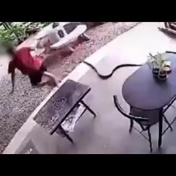 Watch: Sudden Snake Attack Sends Man Running