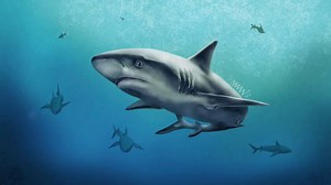 Drawing fishy creatures in the water is not easy. So Lawrence Mann gives you some helpful tips & tricks on how to draw a shark. | Wacom Europe