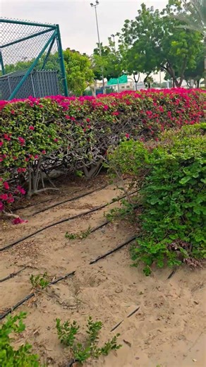 قُلْنَا يُنَارُ كُونِي بَرَدًا وَسَلَّمَا عَلَى إِبْزَهِيمَ6 Jan 2026الانبياءعبد الباسطسورهshorts