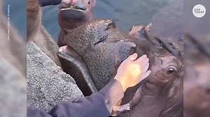 Baby hippo Fritz loves his veggies, chows down on lettuce at the Cincinnati Zoo