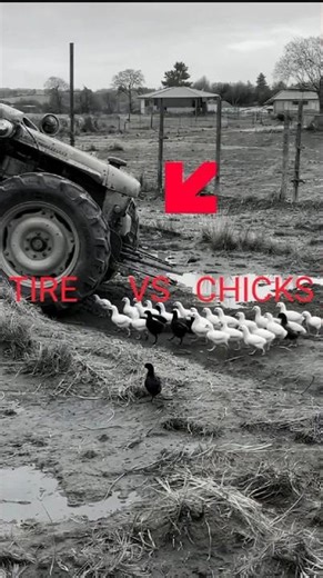 CCTV: Donkey Saves Chicks From Rolling Tractor Tire! 🐴🐣 #donkey #chicks #farm