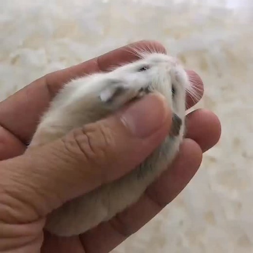 🐹 Breed: Russian Dwarf Hamster 🐾 💞 Tiny paws, huge love! Meet your pocket-sized sunshine — playful, gentle, and endlessly heart-melting 🌸💖 💫 Why everyone adores them: • 🧸 Cuteness overload — impossible to look away! • 🌟 Tiny rocket of joy, always on the move • 💕 One glance = instant mood boost 🏡 Bring home your new little heartbeat — ready to fill your world with laughter, love, and the softest squeaks 🥹💗 📩 DM now — these tiny fur angels are waiting to find their forever homes! 🌈✨ 