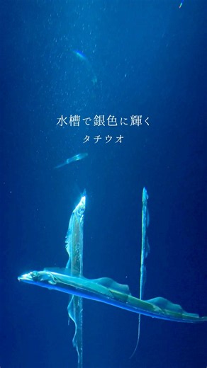【タチウオ】水槽で銀色に輝くタチウオ【サンシャイン水族館】#shorts #水族館