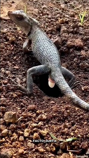 How Do Pet Lizard Lay Eggs ? ll #shortsfeed #facts #lizard #egg #shorts #trending #viral