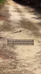 While walking near her home in Dexter, Georgia, Brandi Johnson almost stepped on what turned out to be a once-in-a-lifetime wildlife interaction to witness: a timber rattlesnake being preyed upon by an eastern kingsnake! 🐍 Kingsnakes are large, black snakes that can be found throughout the state. They are strong constrictors, capable of consuming a wide variety of prey items, including venomous snakes. Kingsnakes are resistant to the venom of pit vipers and are known to readily eat copperheads,