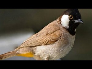 طائره البلبل :طریقه تدریب البلبل :My nightingale is very attractive:بلبل خرمایی