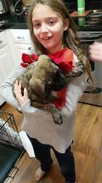 Emotional English Mastiff Puppy Surprise Christmas 2018
