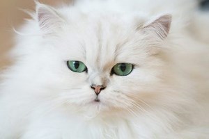 Everything You Need to Know About the Persian Cat