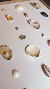 Seashell Wall Art: Hand-picked Catalina Island Shells in Floating Frame| Dover Designs Original - Etsy