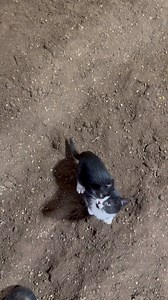 Chaos kittens part 2….😂 | Robyn Hoover