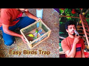 Easy Way To Make Birds Trap at Home | DIY Birds Trap
