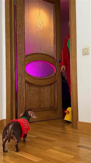 Funny Pranks Involving Crazy Dogs That Will Make You Laugh