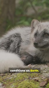 1.8K views · 19 reactions | The Arctic fox is perfectly adapted to life in Canada’s far north. With thick fur that changes color by season, it blends into snowy and rocky tundra while staying insulated against extreme cold. Compact features and sharp awareness allow it to move quietly across harsh landscapes. Agile and resilient, the Arctic fox represents survival in one of the world’s toughest environments. #ArcticFox #ArcticWildlife #NatureReels #CanadianNorth | Life in GTA | Facebook